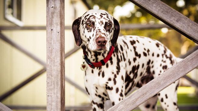 Dip the dalmation was killed after being bitten by a snake while going for a walk along the Cooks River.