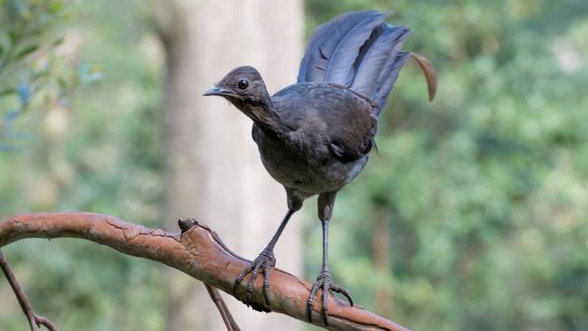 A female lyrebird.