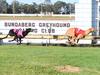 ‘Empty words’: Tempers flare after Bundaberg greyhound death