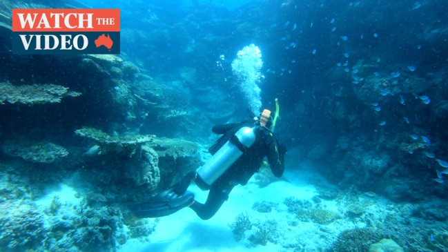 Diving on John Brewer Reef