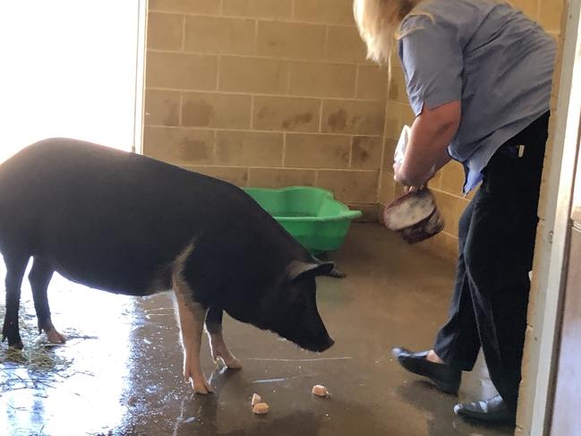 Nibbles the pig stays cool by eating the fruit ice blocks served by Sharon Andronicos, the senior manager, RSPCA NSW. Picture: Lawrence Machado