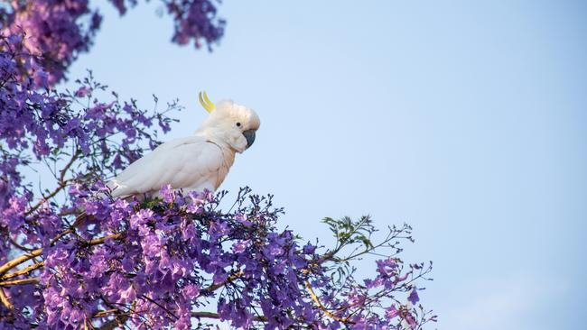 A damaged jacaranda tree led Angela Mollard to a realisation about her life at the moment.