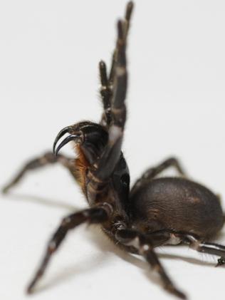 Wyoming boy, 6, survives funnel web spider bite | Daily Telegraph