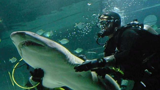 Sea Life Sunshine Coast has welcomed three Grey Nurse sharks back to the Sunshine State, becoming the only tourist attraction in Queensland to house the endangered species.