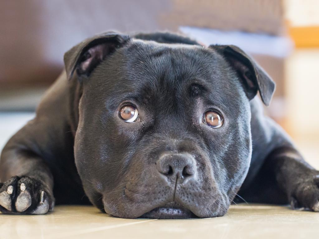 SMARTdaily pets. Cute black staffordshire bull terrier dog lying down flat on the floor indoors, his eyes are looking up to one side with a cute appealing, slightly sad expression. He is a bull breed. Picture: iStock