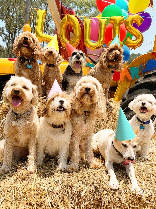 A birthday party at the farm. Farm Trips isn’t a place dogs go once, they come regularly and join the pack.