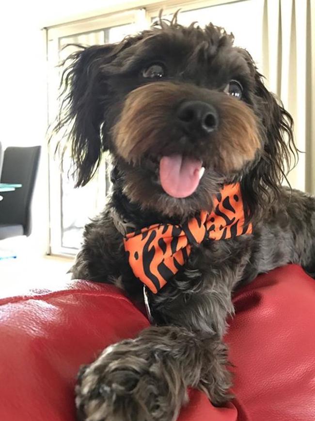 Cozmo: Cozmo is a “jackoodle” who enjoys chilling out on the couch when he’s not updating his social media @cozmothejackoodle.