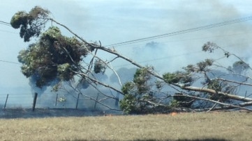 powerline at Mickelham, eyewitness says the fire was sparked by falling tree.