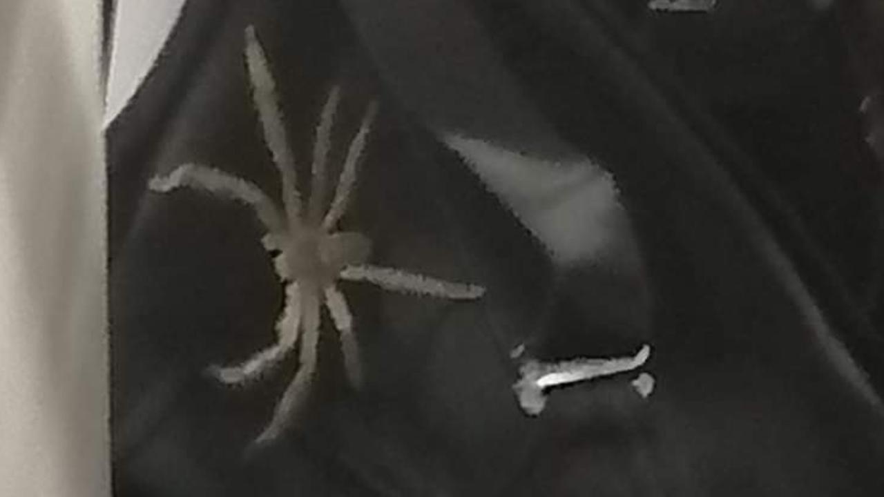 Woman finds giant spider inside bra while shopping at Kmart - NZ