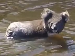 Travellers Jas and Joe from Mandurah captured on video a koala swimming across the Harriet River on Kangaroo Island in South Australia.