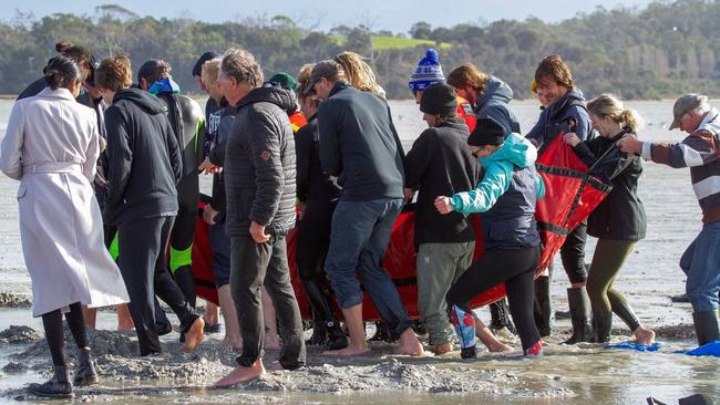 Almost 20 people responded to a social media call-out to help carry to the dolphin as part of the rescue.