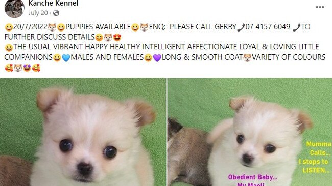 Kanche Kennels had been selling chihuahua puppies from its unapproved breeding facility at Wallaville.