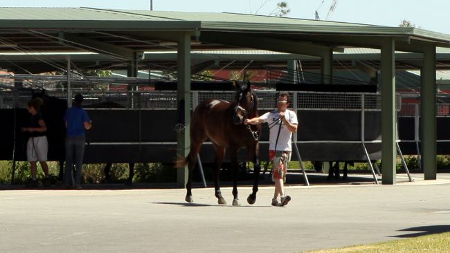 Horses were let out of Mark Kavanagh's stables last year after The Big Day Out concert. Picture: Rob Baird