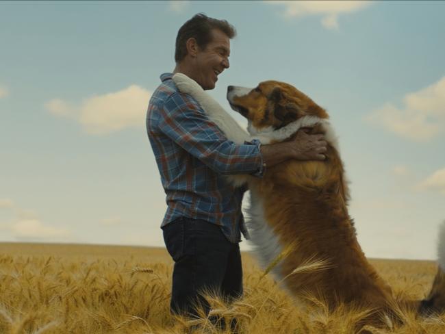 Scene from A Dog's Journey.