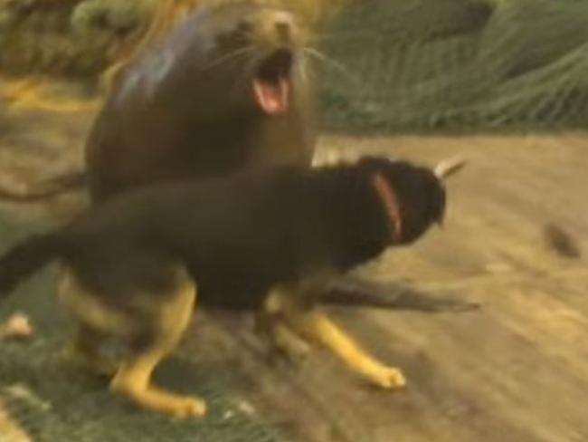 The sea lion thunders towards a curious dog.