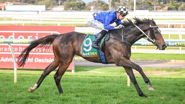 Impressive first-up winner Prevailed could be hard to run down stepping up in class at Sandown on Saturday. Picture: Racing Photos via Getty Images.