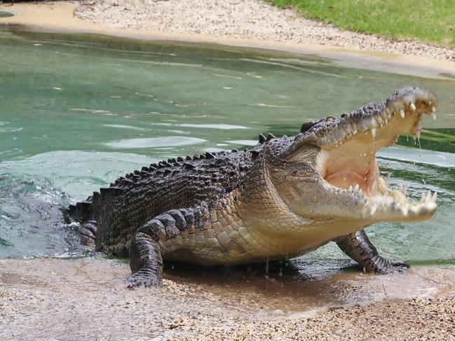 Australian saltwater crocodiles are considered among the most dangerous predators in the world. Picture: File photo