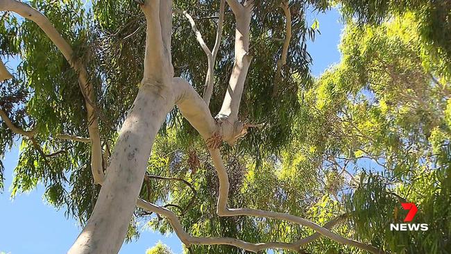 An elderly man has been rushed to hospital after he was struck by a falling tree branch at the Cheltenham Cemetery. Picture: 7 NEWS