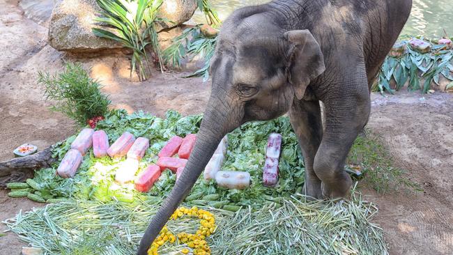 Kids will love the chance to see Mali the elephant at Melbourne Zoo. Picture: Alex Coppel