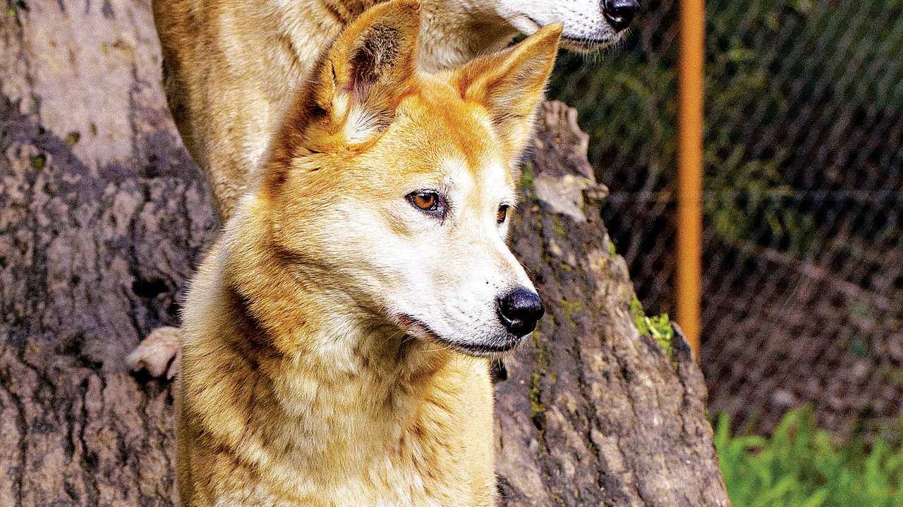 are dingoes dangerous