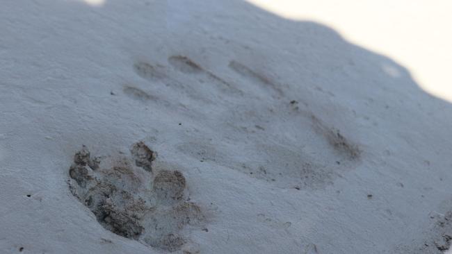 Michiy Tanabe and her dog getting their hand and paw prints into the cement.