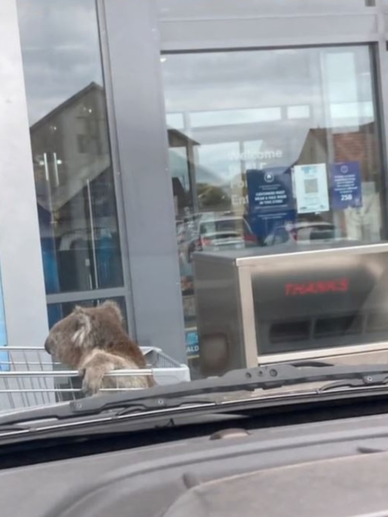 The wildlife volunteer who has experience rescuing koalas put the animal in a trolley to transport her to nearby bushland. Picture: TikTok/cherrymaeferrer