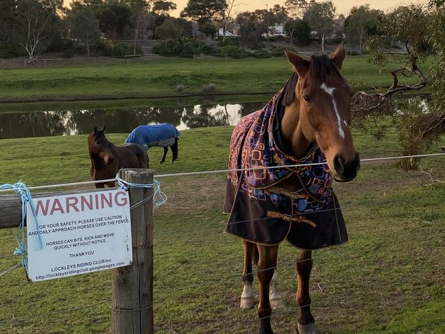 Horses graze on the banks of the River Torrens at West Beach.Picture: Rachel Moore