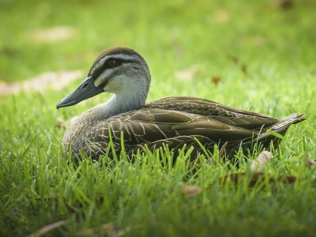 Ruffled feathers and a big stink over huge ducks bill