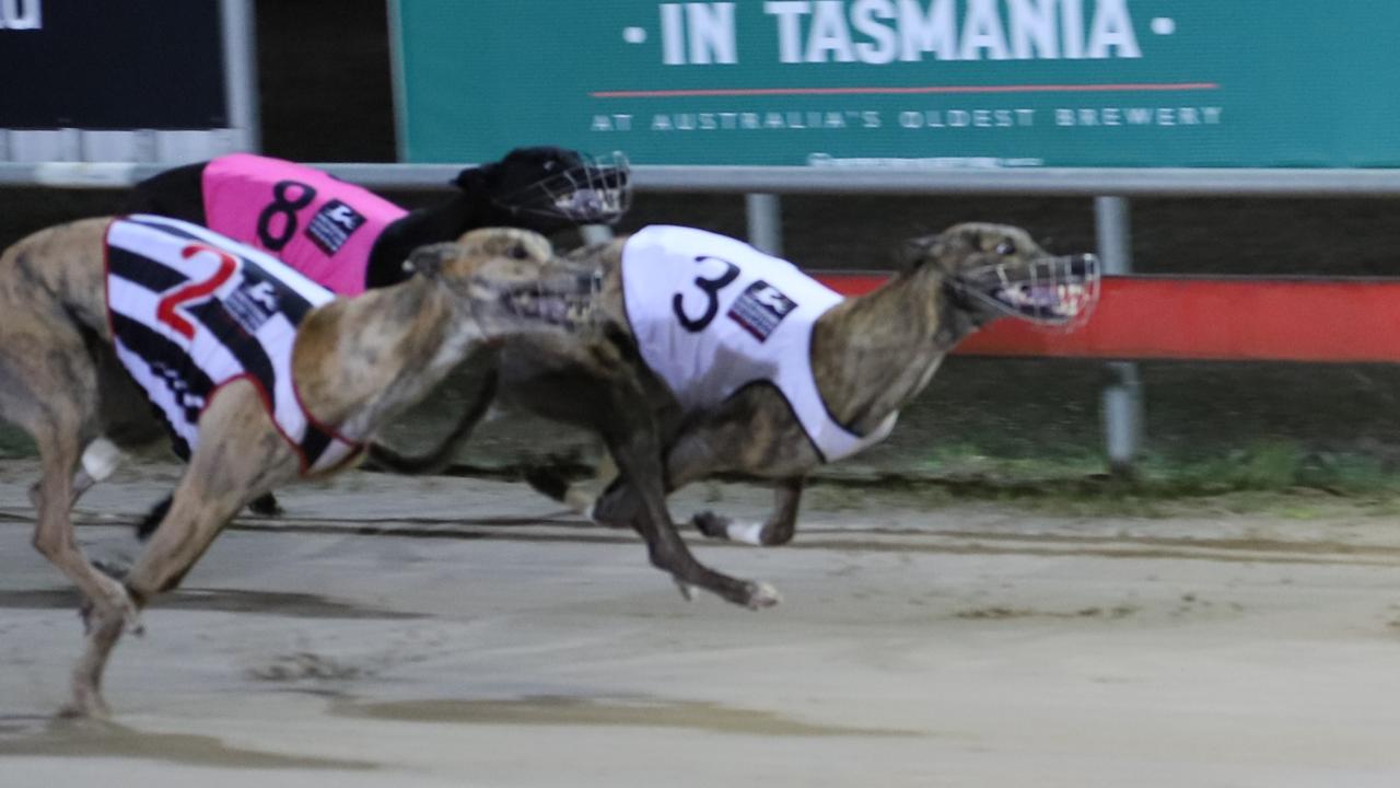 Sepsis, organ failure in 59 racing greyhounds euthanised