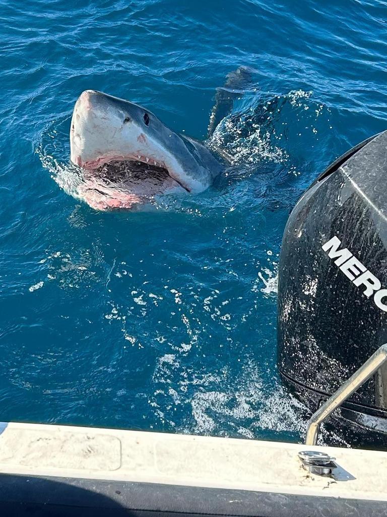 The great white shark also tried to take a bite out of the boat’s motor. Picture: @isabella.sesto/ Instagram