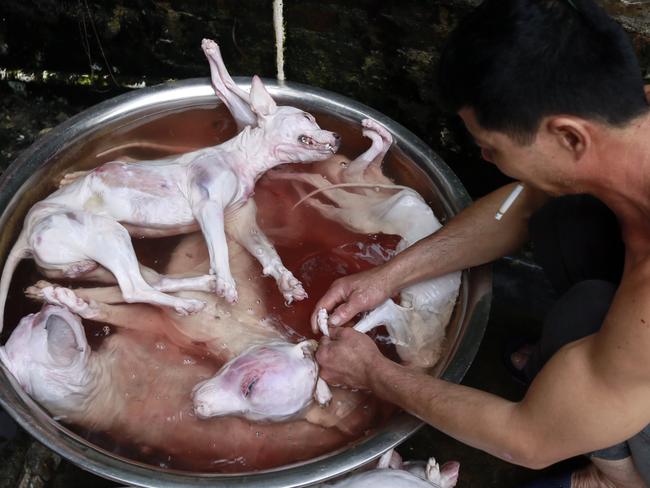 Former pets are often burned or boiled alive, sliced with chainsaws and beaten with hammers before being served up in hotpots. Picture: Humane Society International