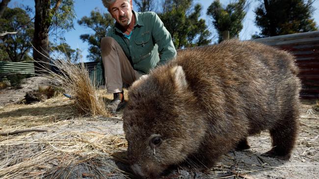 John Harris, founder of Wombat Warriors, with Itchyscratchy, a rescued wombat that will soon be released from a refuge near Kelso, in Tasmania. Picture: Peter Mathew