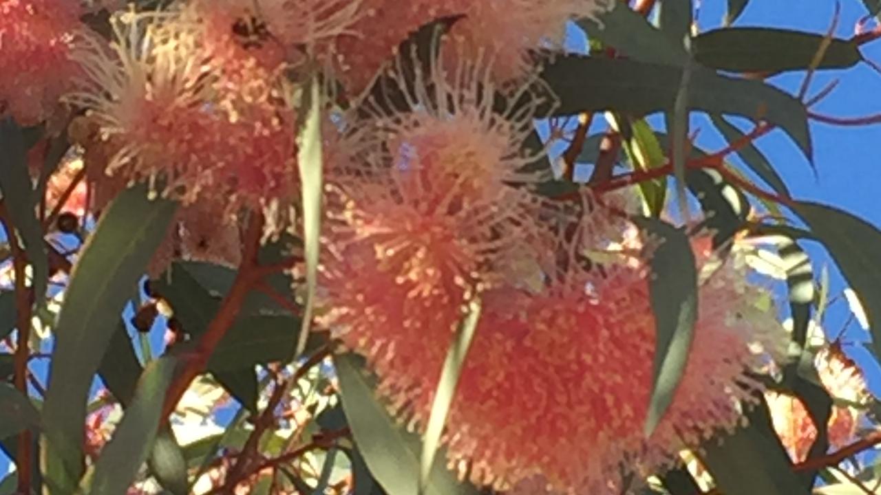 Eucalyptus leucoxylon – Pink Flowering Yellow Gum - Local Seeds