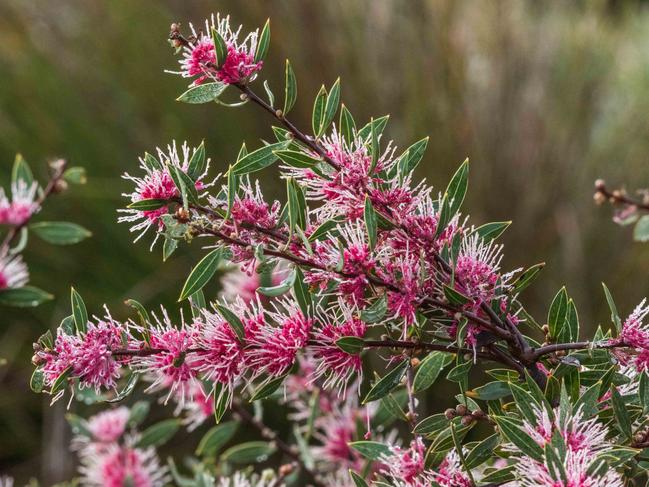 Flowering shrub