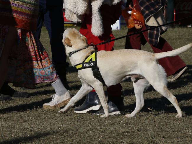 A common sight at NSW music festivals, a police drug dog moves through the crowd outside the gates at Splendour in the Grass in 2019. Picture: AAP