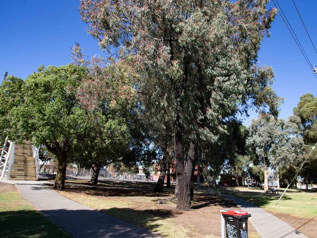 The trees in Gandolfo Gardens. Picture: Sarah Matray