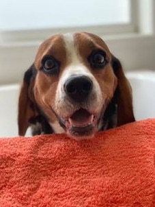 Hello cutie! Buddy the Beagle/ Submitted by Jo Mackay.
