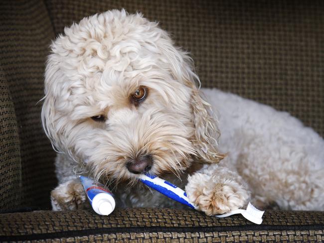 With more than 80 percent of pets over the age of three are suffering from some sort of dental disease, experts are warning dog owners to brush up on their pet's dental health. To help combat this, Petbarn is joining forces with Greencross Vets this Dental Health Month to raise awareness around pet dental issues. Maggie the 2 year old labradoodle prefers to brush her own teeth.    Picture: David Caird