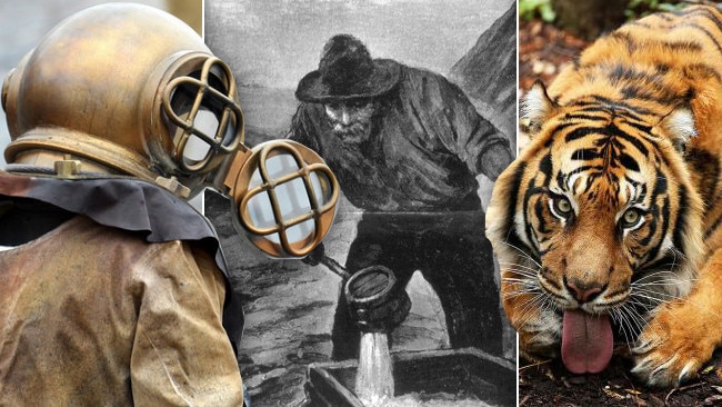 Escaped tigers and deep-sea divers - unexpected players in tales from Victoria’s gold rush.