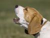 Man ordered to surrender dog over disturbing videos: court