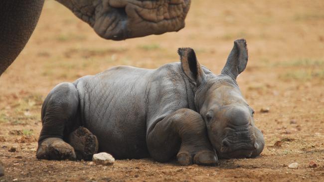 Imani just after she was born in November last year. Picture: Zoos SA / Geoff Brooks