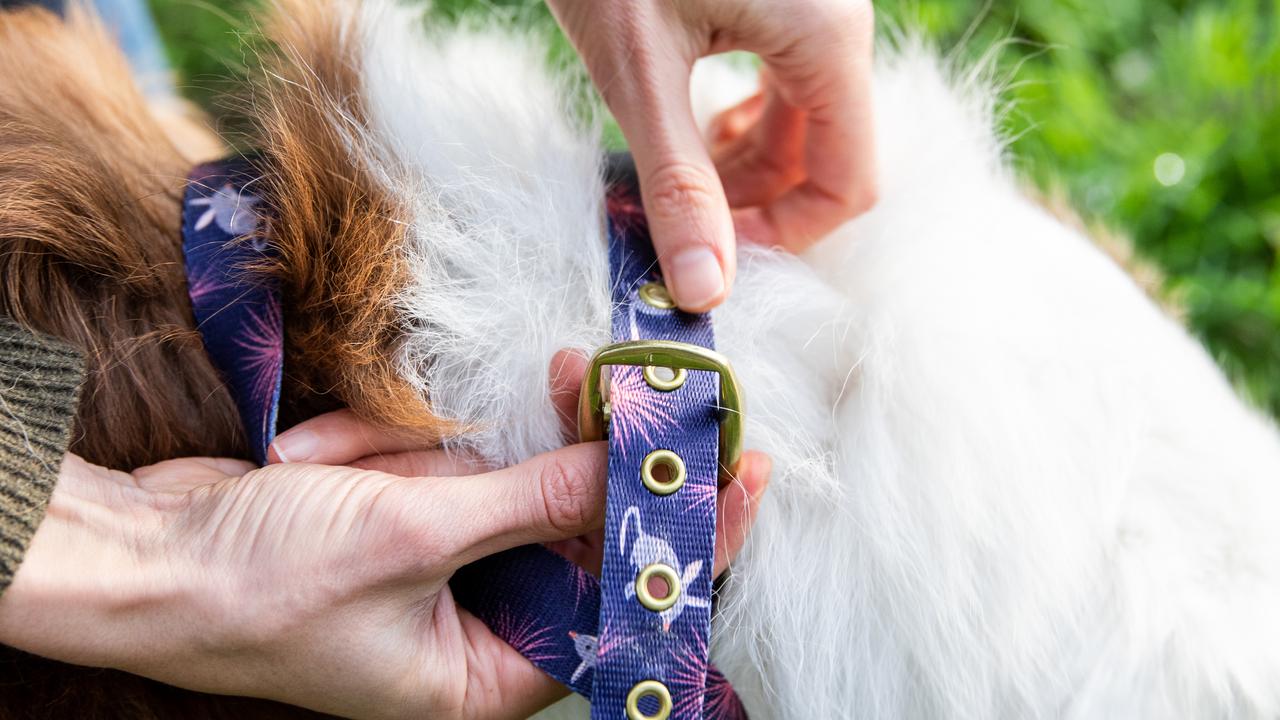 Petstock dog collars sales
