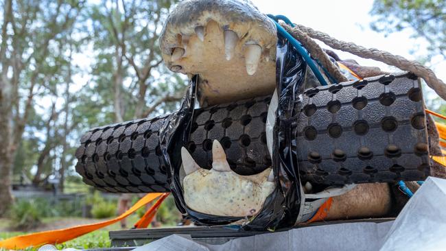 A 5kg chock is fitted in Elvis’ mouth. Picture: Australian Reptile Park