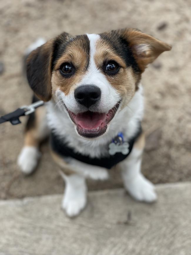 Paddy is in the top three cutest pets in Victoria. Picture: Supplied