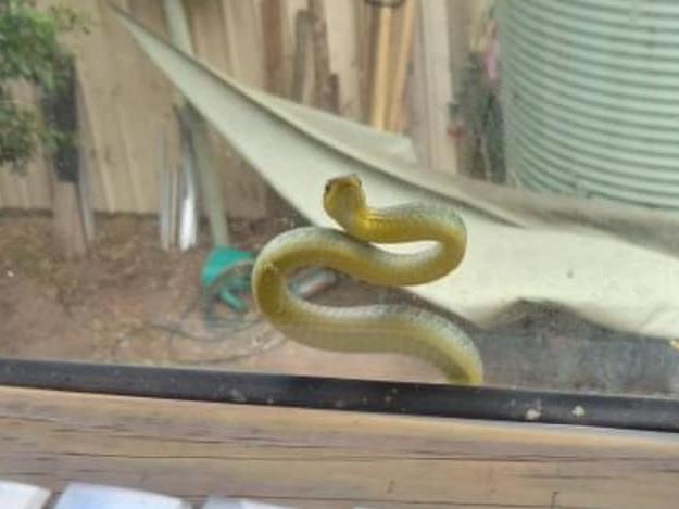 A green tree snake tries to move in to shelter from incoming weather at Laidley. PHOTO: Mick James