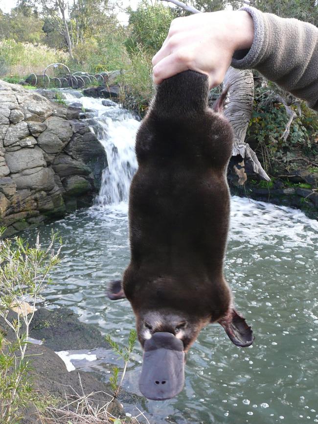 A 2015 picture of Melbourne's biggest platypus found in Sunbury during a count which spotted six healthy animals in Jacksons Creek.