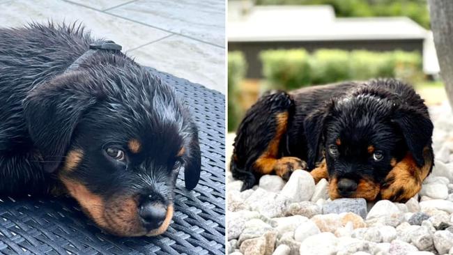 Bruce: Ashley Willmann's 10 week old Rottweiler pup