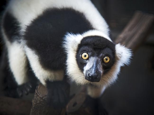 Madagascar’s black-and-white ruffed lemur. Picture: iStock