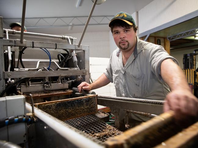 Mole Creek honey producer Josh Stephens in March. Picture: Grant Wells