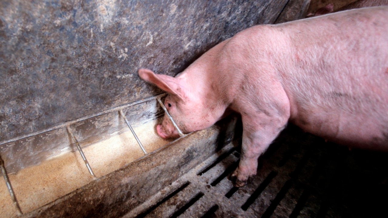 Concerns for Australian pork industry